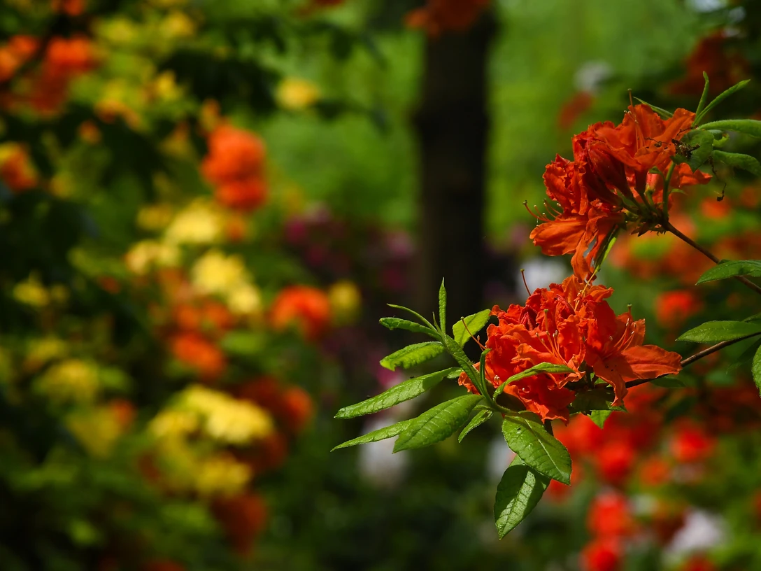 Hans-Juergen_Zietz___Rhododendron_05.jpg Leuchtend orangefarbene Rhododendronblüten vor grünem Laub und buntem Blütenhintergrund.