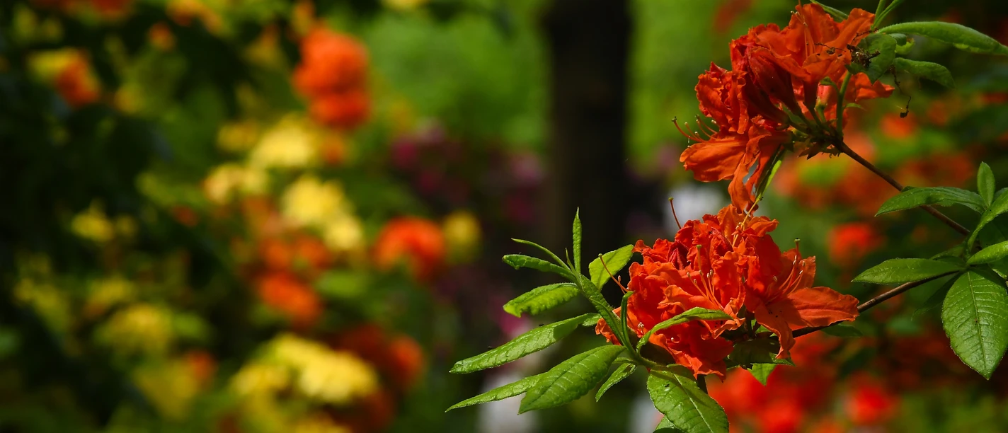 Hans-Juergen_Zietz___Rhododendron_05.jpg Leuchtend orangefarbene Rhododendronblüten vor grünem Laub und buntem Blütenhintergrund.
