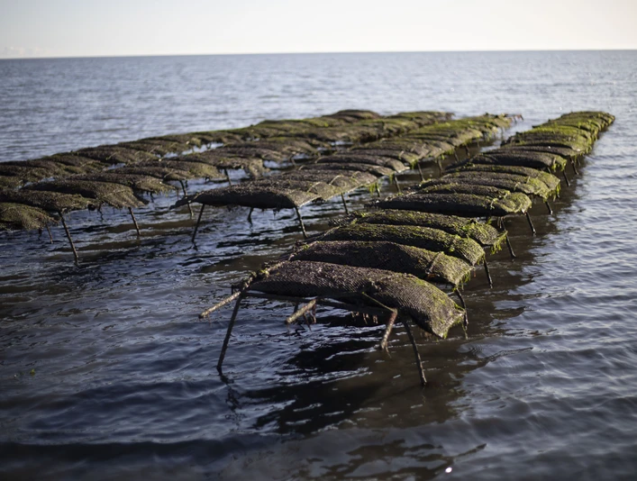 Austernbänke (c) Sylter Royal.JPG