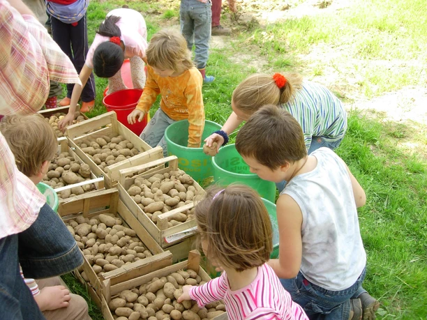 Kinder beim Sortieren der Kartoffeln im LVR-Freilichtmuseum Lindlar Kinder sammeln und sortieren Kartoffeln in Kisten auf einem sonnigen Feld, eine gemeinschaftliche Aktivität.