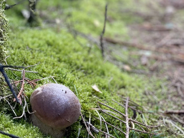 Steinpilz auf der Sauerland-Waldroute Etappe Lattenberg-Neuhaus (c) Janine Plugge_CC-BY-SA (11).jpeg