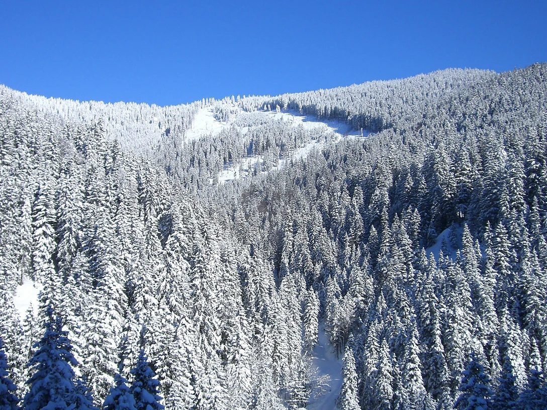 Winterwald - Sebastian Heckelmiller.JPG