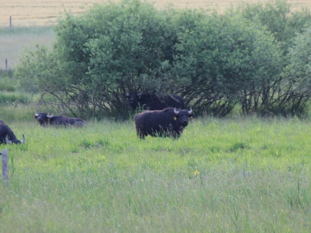 Wasserbüffel im Naturschutzgebiet Frießnitzer See - Struth