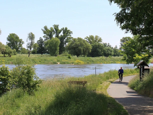 Elberadweg bei Belgern
