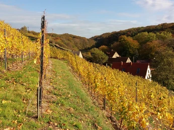 Blick vom Schlossweinberg in den Seußlitzer Grund