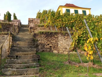Blick zum Schlossweinberg in Seußlitz