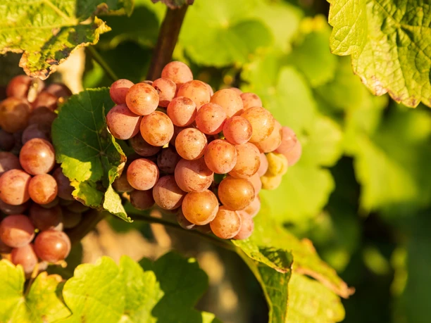 Weinrebe im Elbland