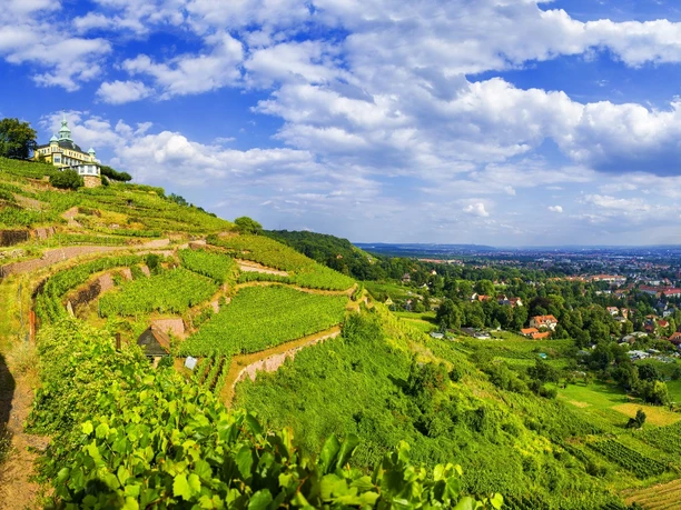 Blick über die Weinberge in Radebeul