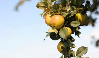 Sächsisches Obstland