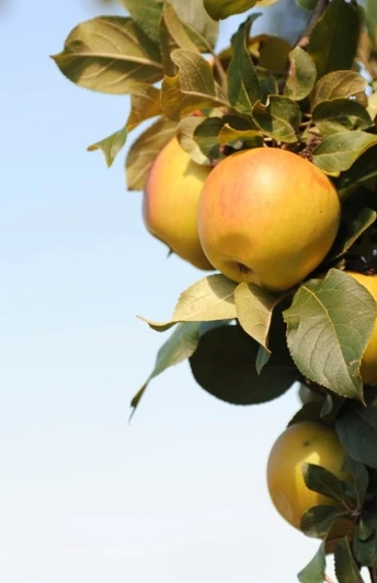 Sächsisches Obstland