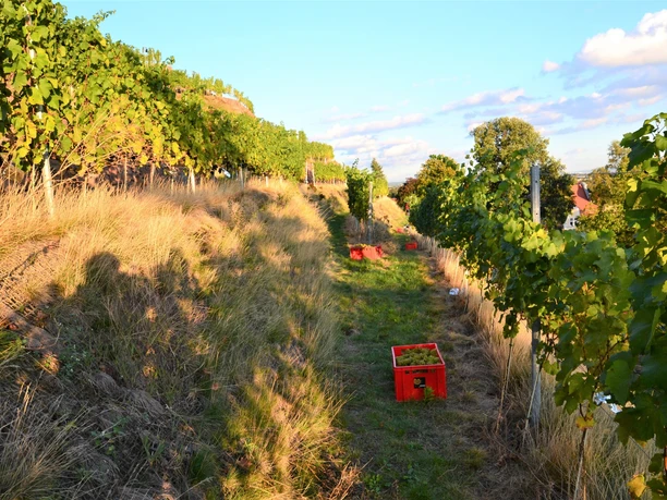 in den Weinbergen in den Weinbergen
