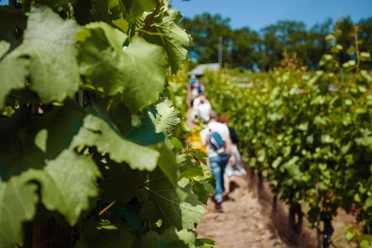 Weinwanderung