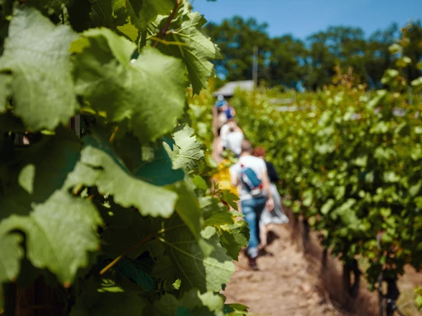 Weinwanderung