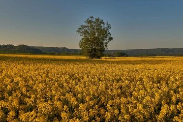 Rapsfeld Weißig