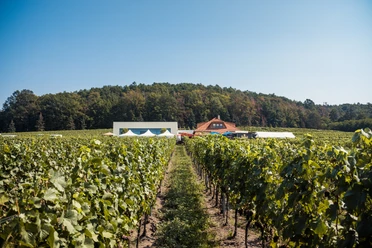Weingut Matyas