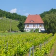 Weinberg am Talkenberger Hof
