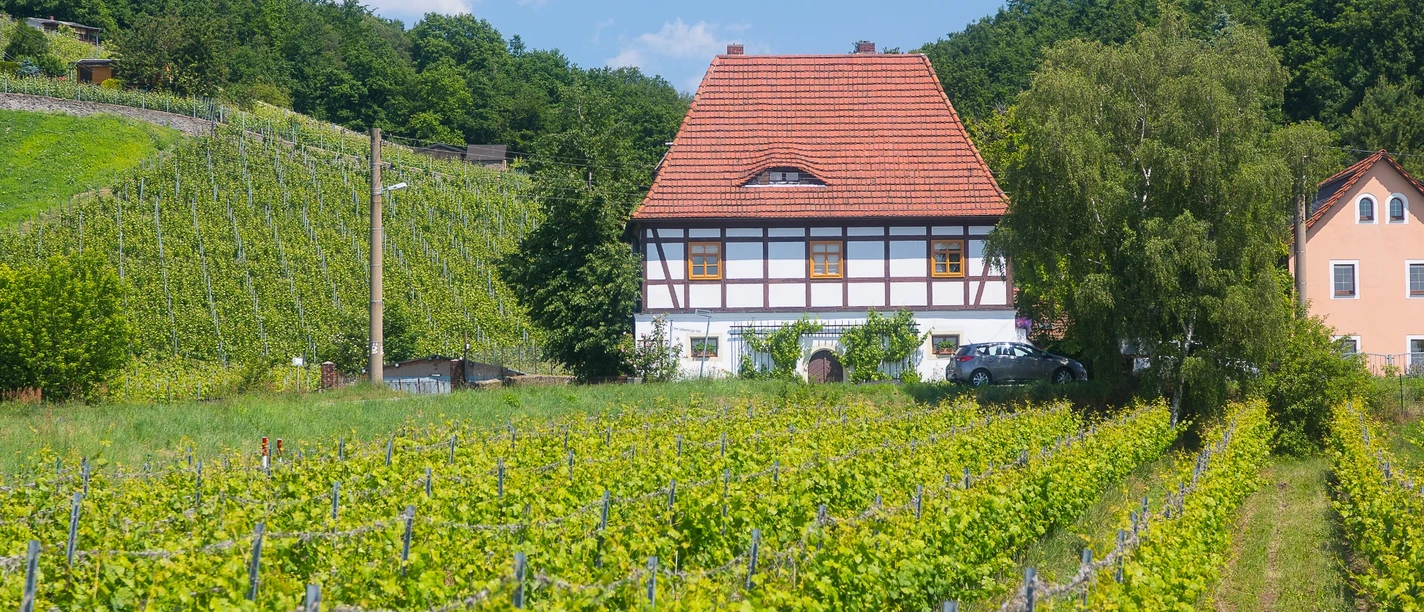Weinberg am Talkenberger Hof