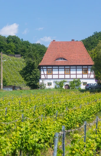 Weinberg am Talkenberger Hof