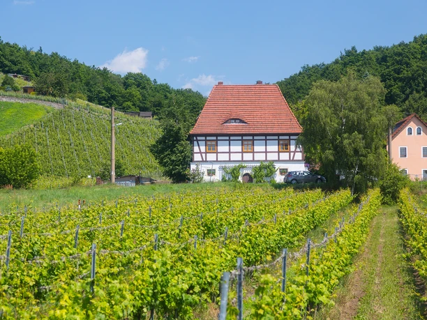Weinberg am Talkenberger Hof