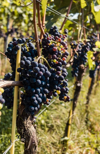 Reife Trauben im August