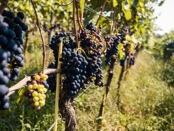 Reife Trauben im August