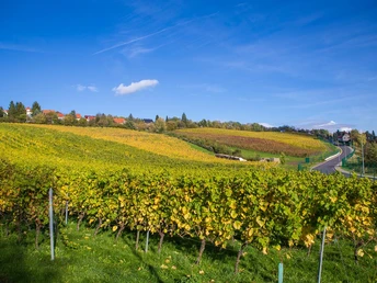 Pesterwitzer Weinberg