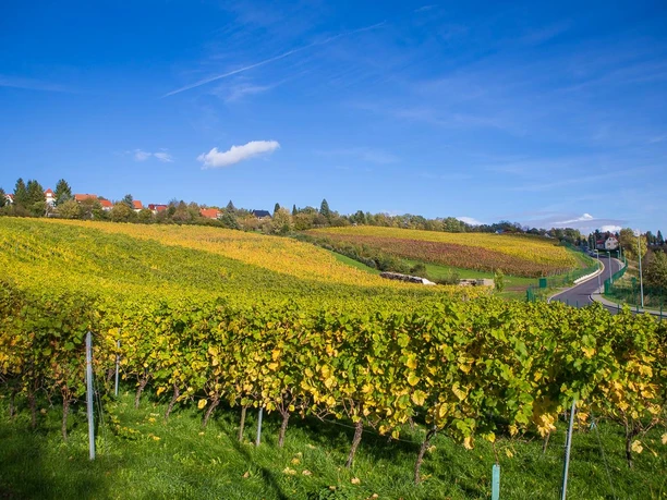 Pesterwitzer Weinberg