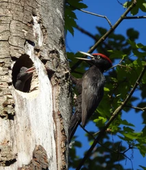 Schwarzspecht mit Nestling