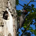 Schwarzspecht mit Nestling