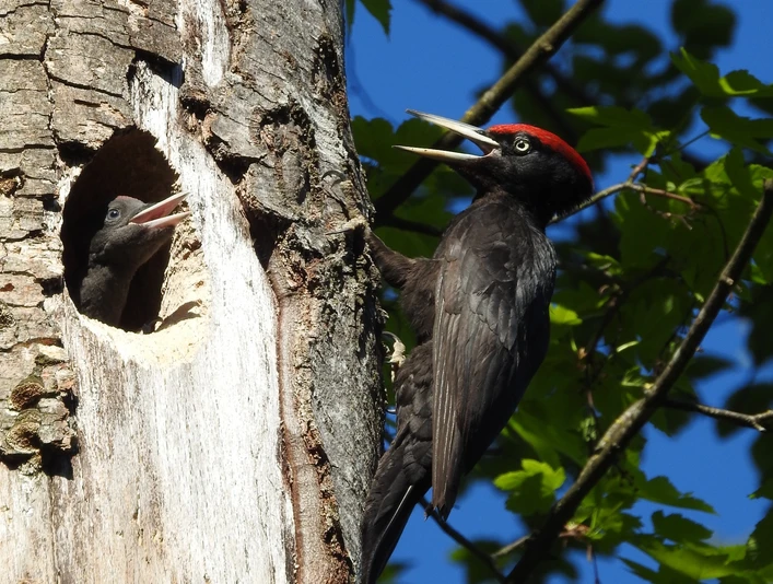 Schwarzspecht mit Nestling