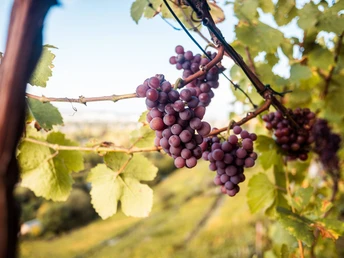 Reifer Wein in Pillnitz