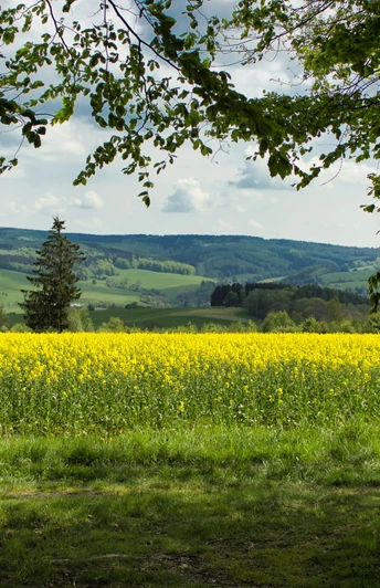 Oberhalb von Neuhausen