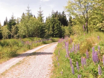 Wanderung auf dem Kamm des Erzgebirges