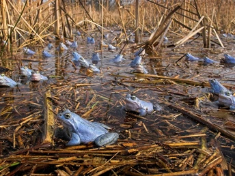 Moorfrösche am Froschradweg