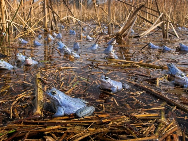 Moorfrösche am Froschradweg