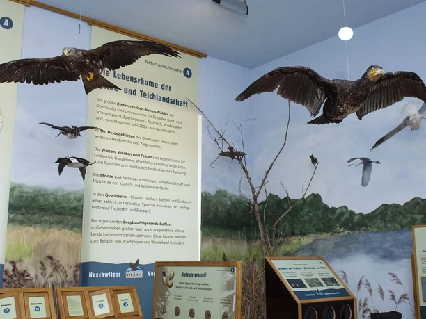Dauerausstellung im Vogelschutzpavillon