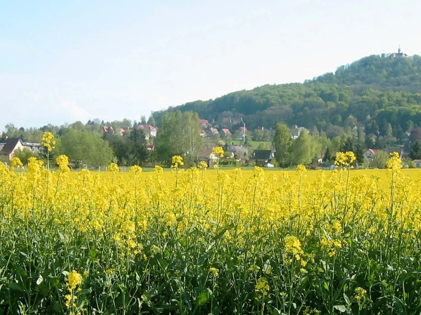 Landeskrone, Görlitz