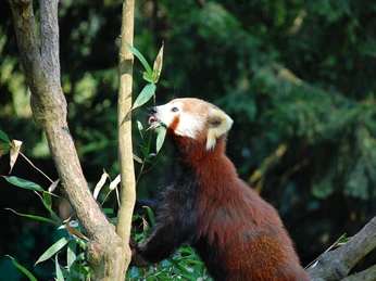 Der Rote Panda ist das Maskottchen im Naturschutz-Tierpark Görlitz-Zgorzelec