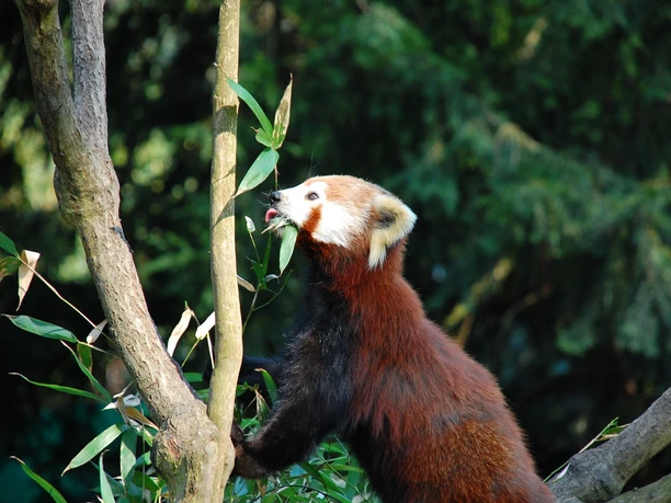 Der Rote Panda ist das Maskottchen im Naturschutz-Tierpark Görlitz-Zgorzelec