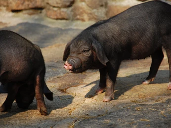 Naturschutz-Tierpark Görlitz-Zgorzelec