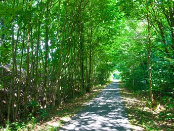 Überwachsene, alte Bahntrasse vor Wurzen