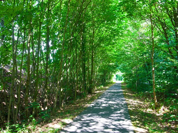 Überwachsene, alte Bahntrasse vor Wurzen