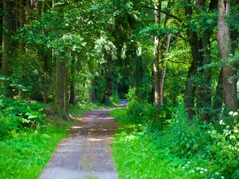 Wald bei WeiĂźenborn