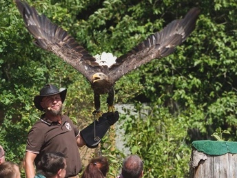 Falknerei Herrmann Plauen