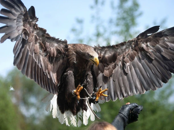 Falknerei Herrmann Plauen