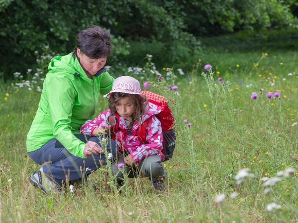 Insekten unterscheiden lernen mit Billi Bockert