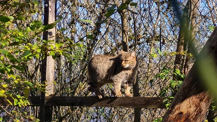 Pfaffengut Plauen Wildkatzensprung