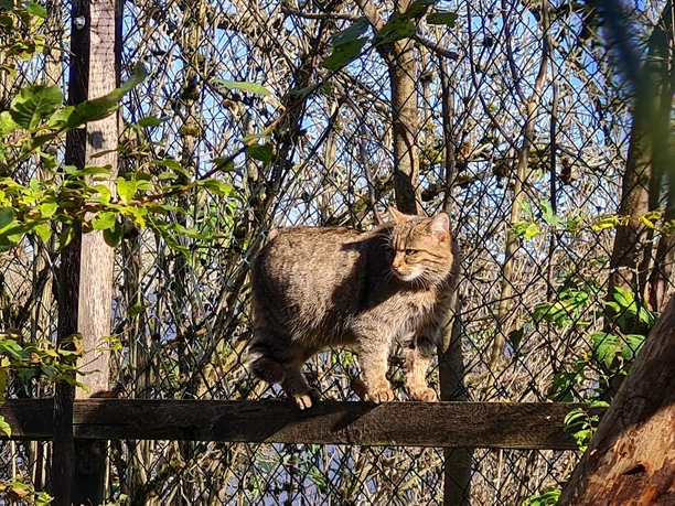 Pfaffengut Plauen Wildkatzensprung