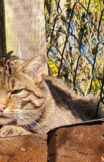 Pfaffengut Plauen Wildkatzensprung
