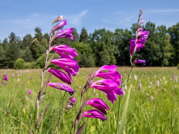 Wilde Gladiolenwiese - Naturwunder 2017